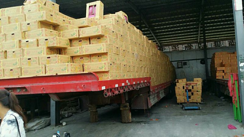 伽师瓜9斤以上长圆形