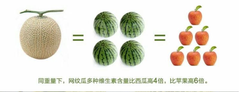 网纹瓜3斤以上椭圆形