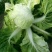 夏阳白菜4~6斤