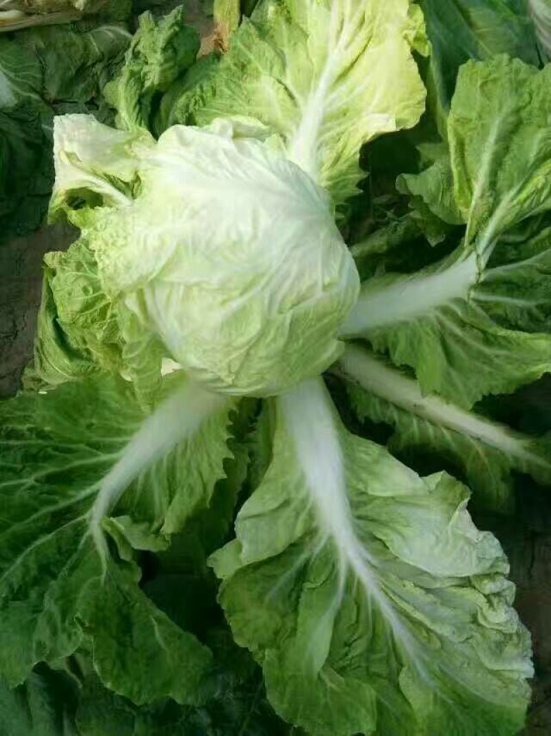 夏阳白菜4~6斤