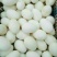 泰州白鹅鹅苗250g以下