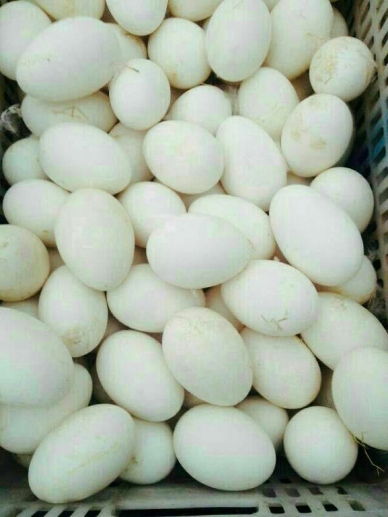 泰州白鹅鹅苗250g以下