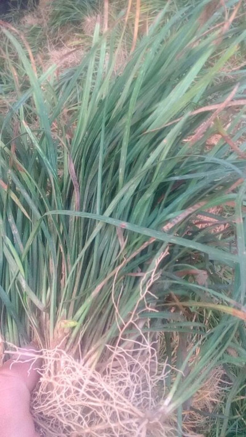麦冬草