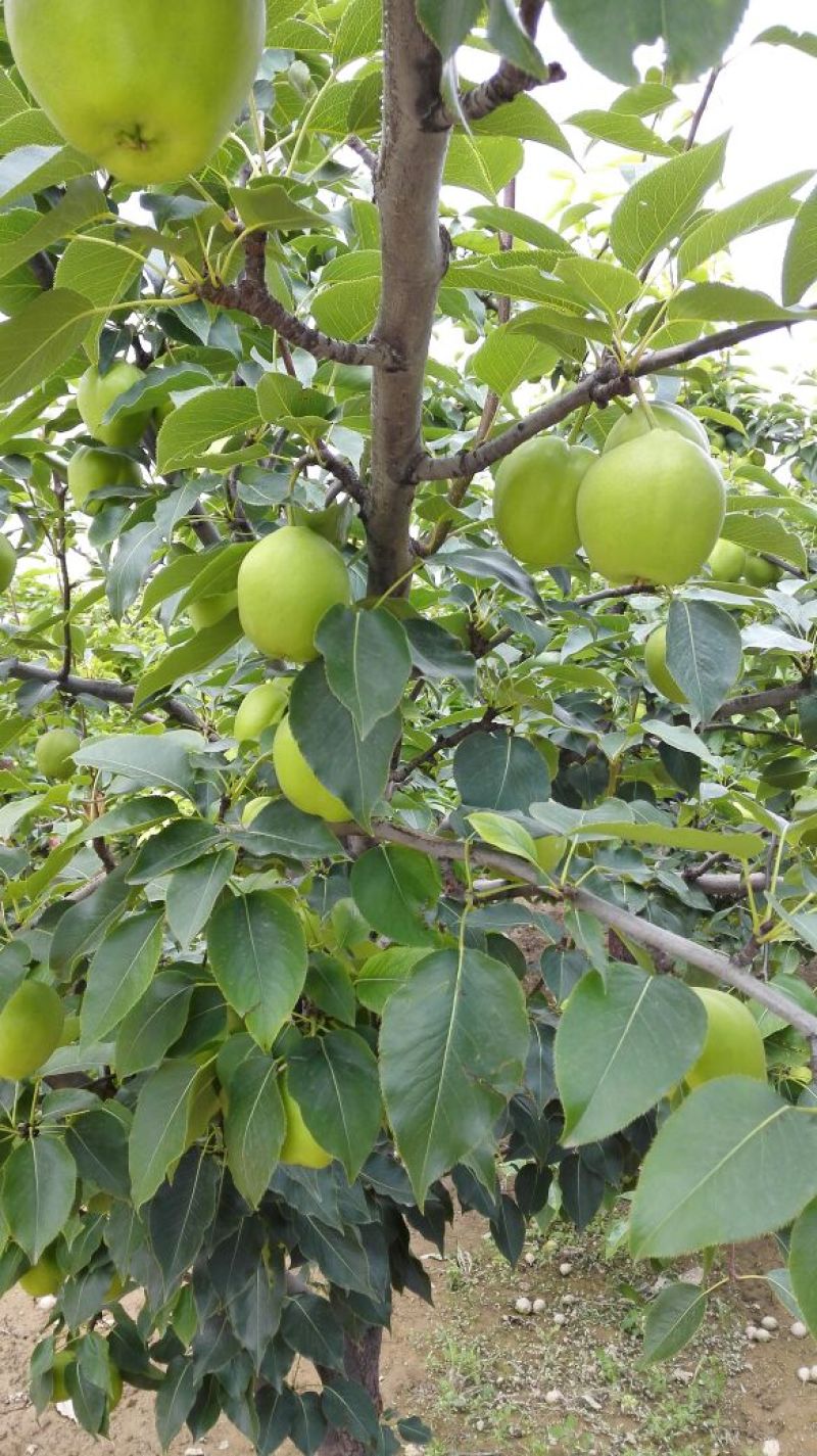 早酥梨膜袋