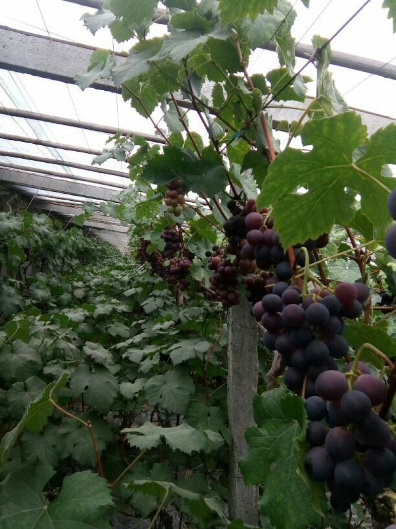 巨峰葡萄5%以下0.8~1斤
