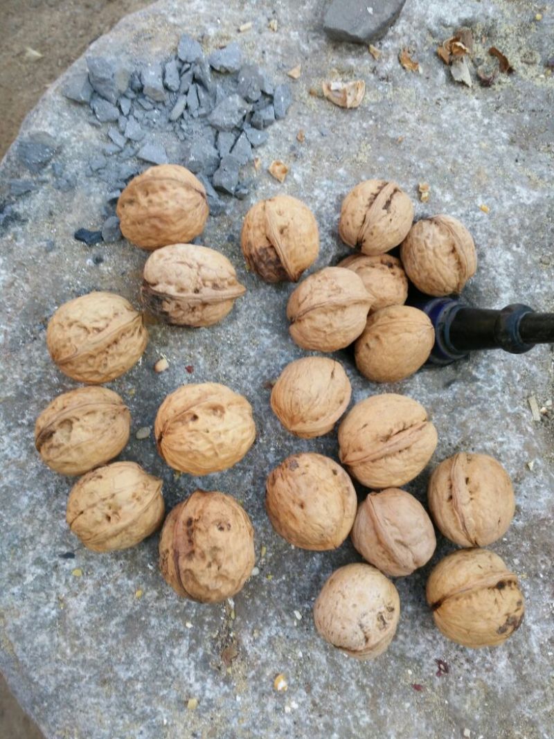 山核桃去皮干