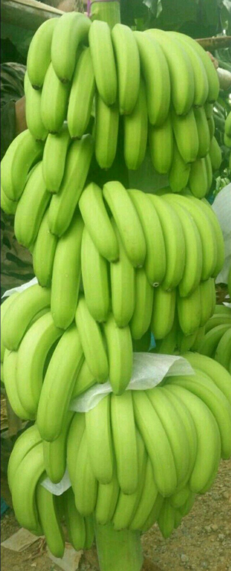 香蕉七成熟