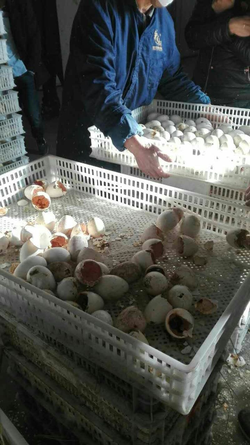 三花鹅苗250g以上
