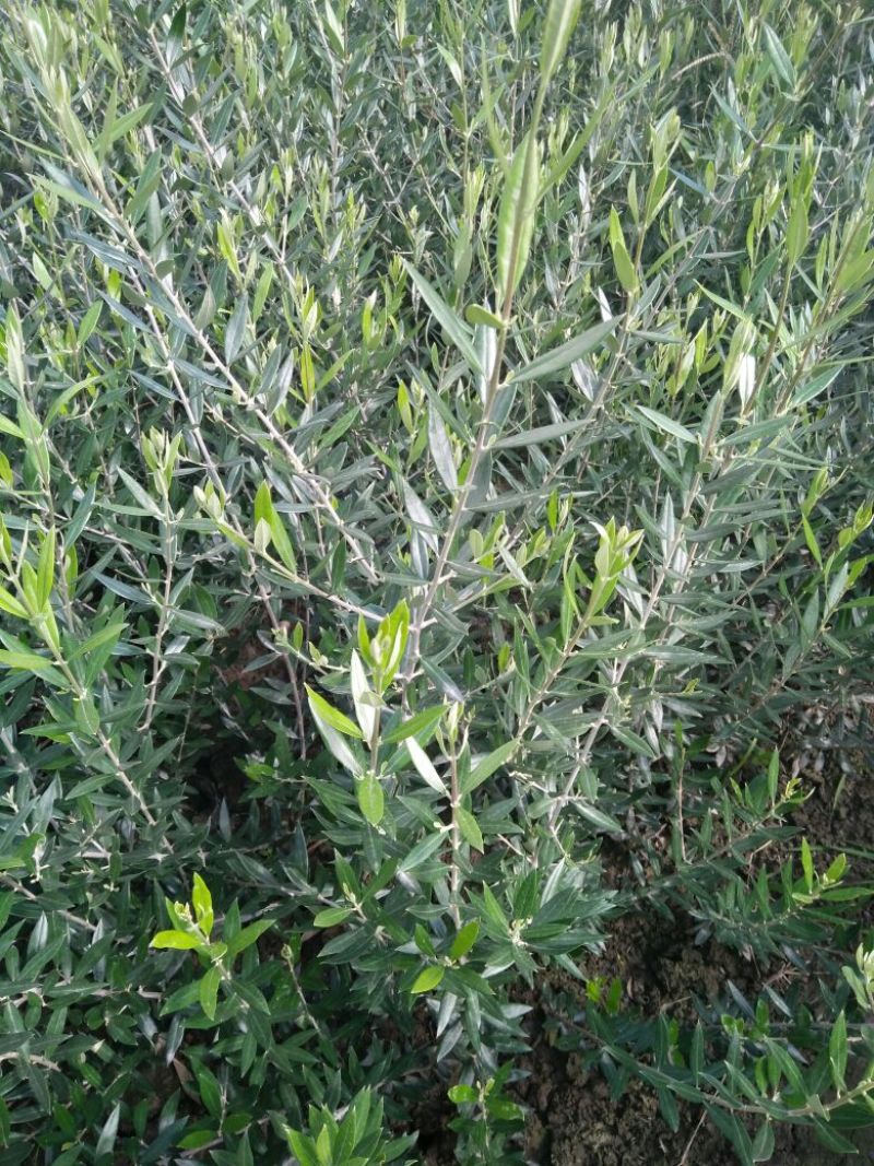 油橄榄苗木基地直销