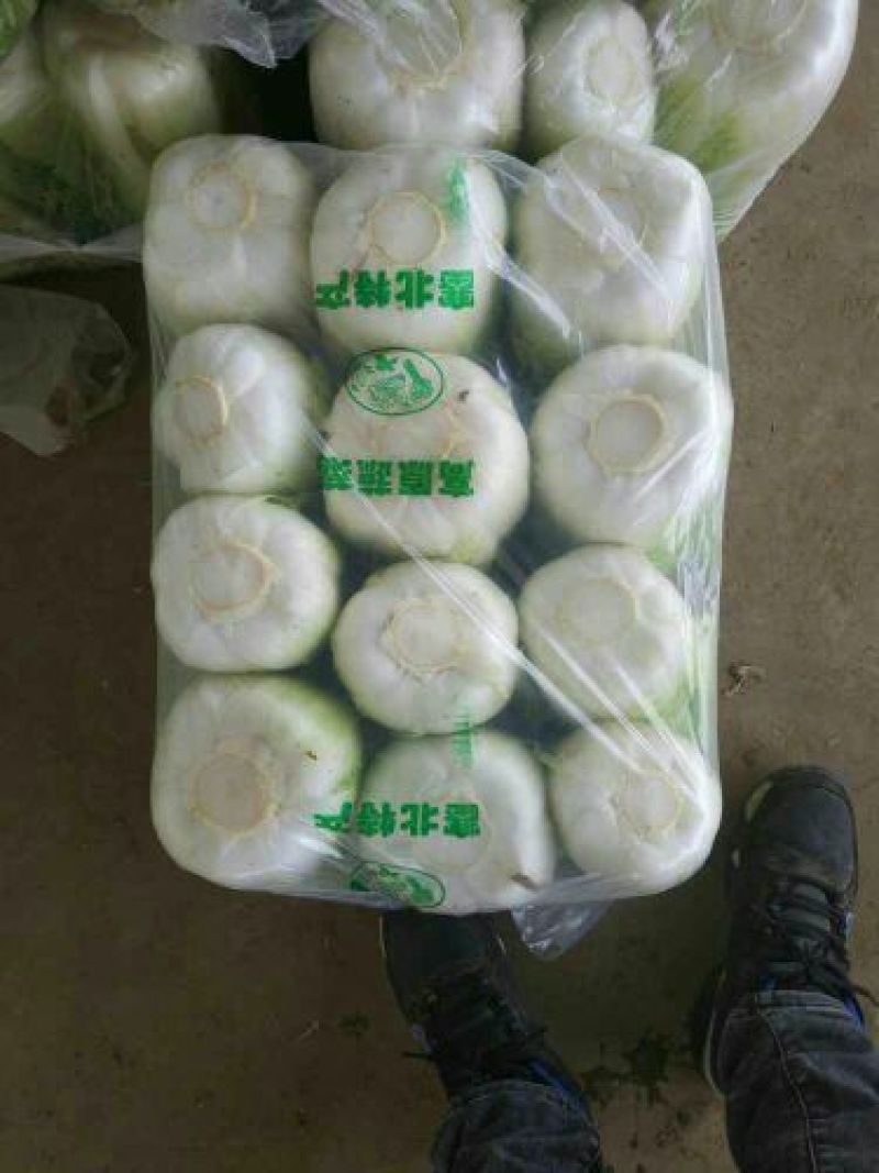 【热卖】黄鑫白菜4~6斤纯净菜，供应超市市场批发！