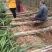 青皮白玉甘蔗青皮甘蔗50000亩