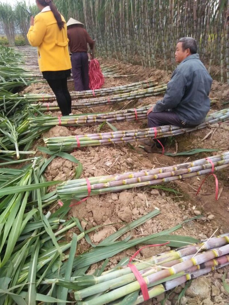 青皮白玉甘蔗青皮甘蔗50000亩