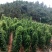 白薯白心8两以上