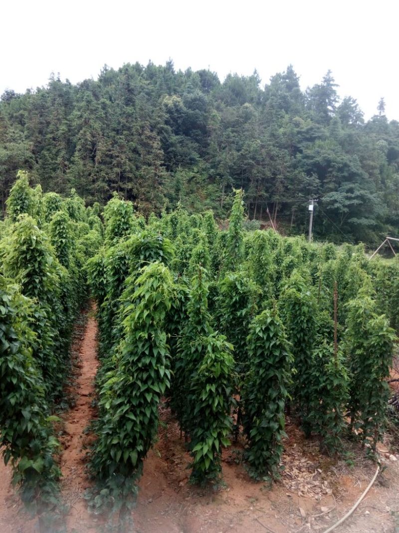 白薯白心8两以上
