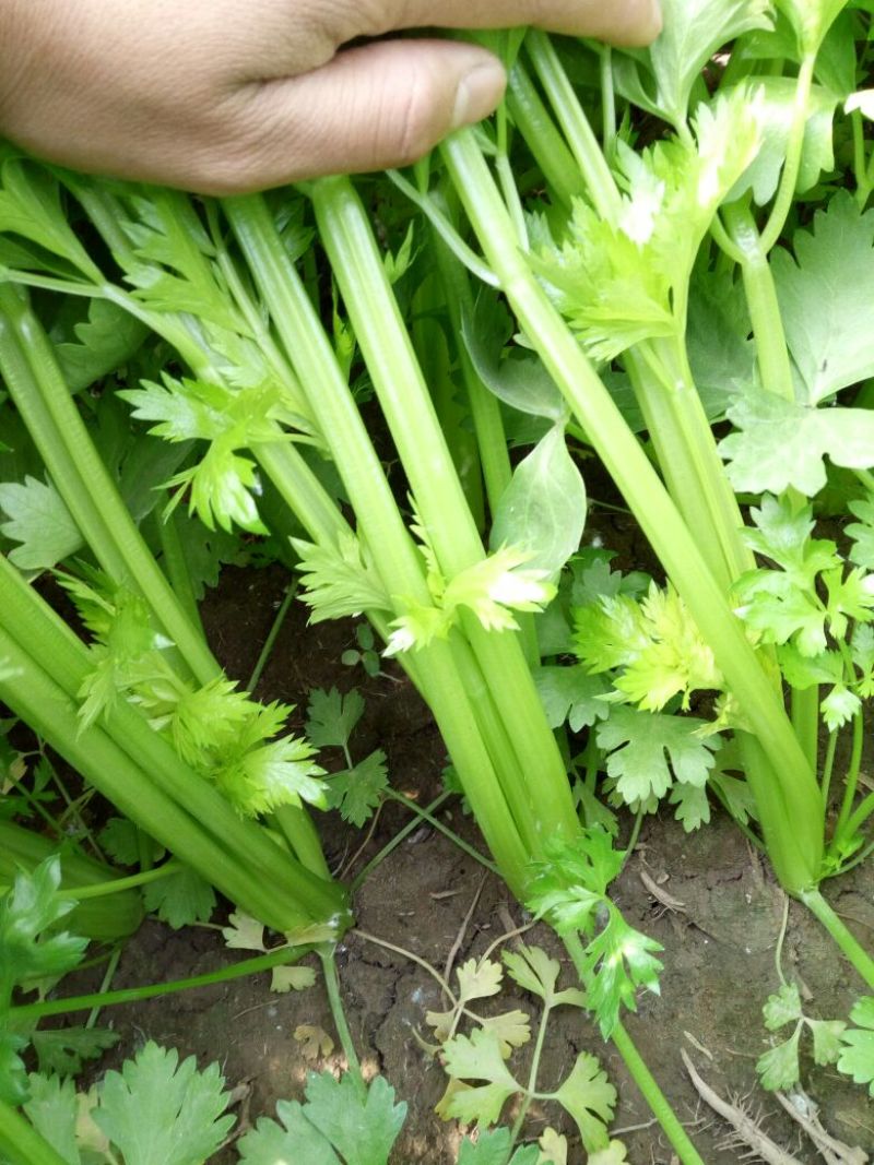 芹菜，山东滨州现已大量上市，质量保证。。