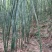 紫竹7~8m