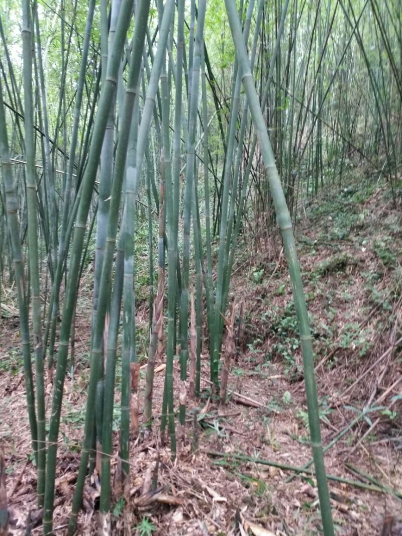 紫竹7~8m
