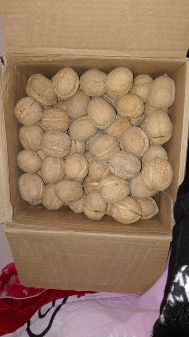 薄皮核桃30mm以上青皮