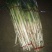 大葱25~30cm毛葱2cm左右