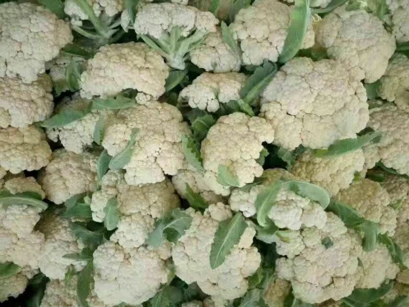 白花菜散装