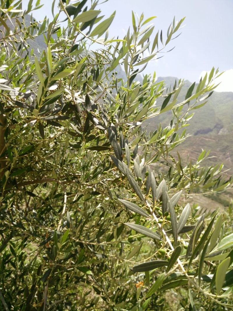 科拉蒂那