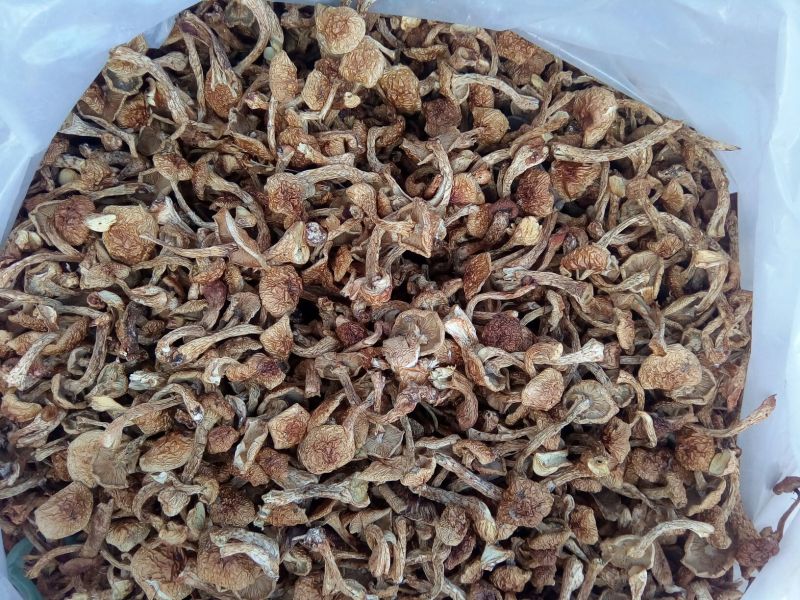 滑子菇干品