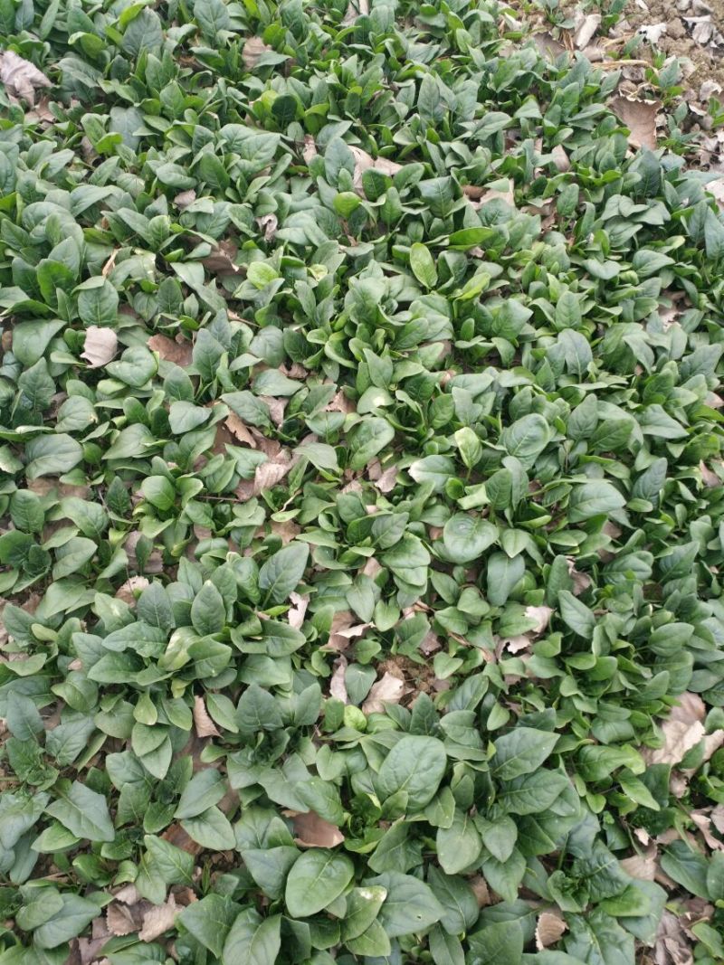 大叶菠菜15~20厘米