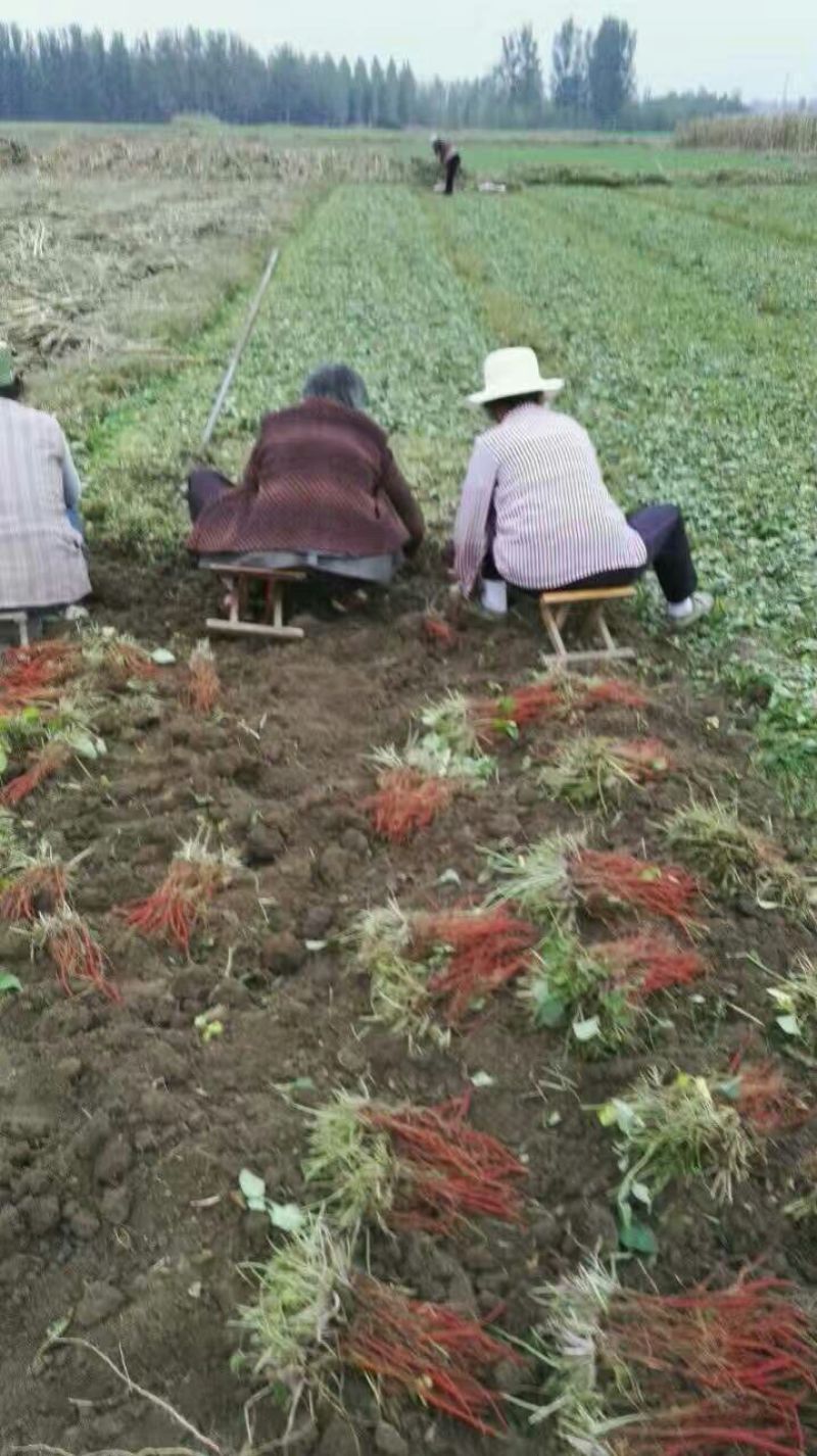 【推荐】安徽亳州供应新产丹参苗种植基地一手货源价格稳定