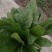 秋菠菜15~20厘米