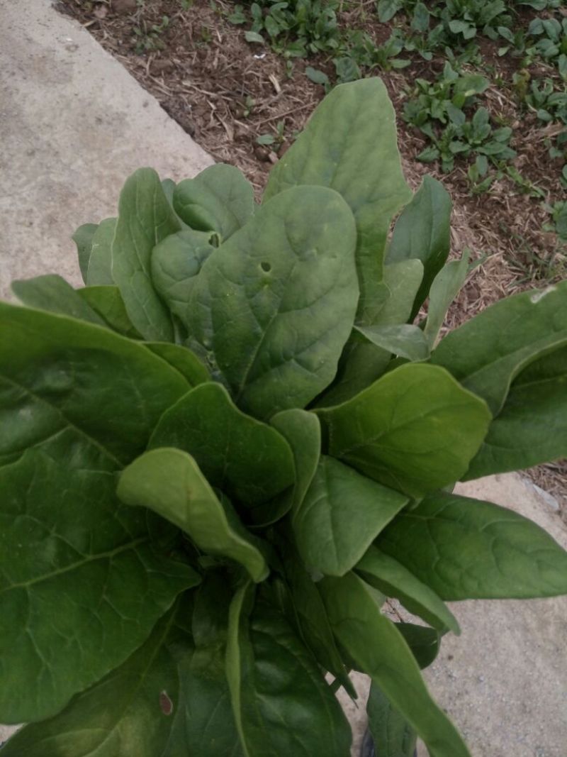 秋菠菜15~20厘米