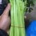 【芹菜】精品西芹大量上市中量大从优欢迎选购