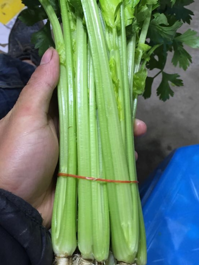 【芹菜】精品西芹大量上市中量大从优欢迎选购