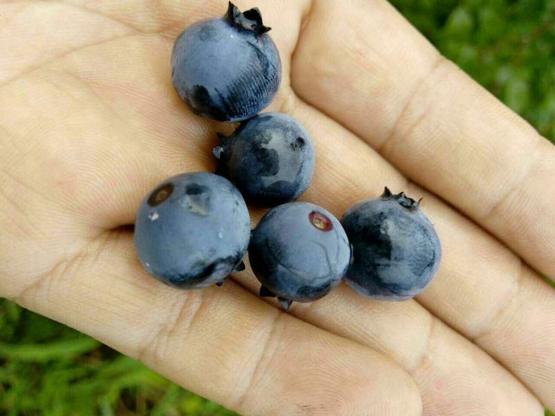 蓝莓12~14mm以上