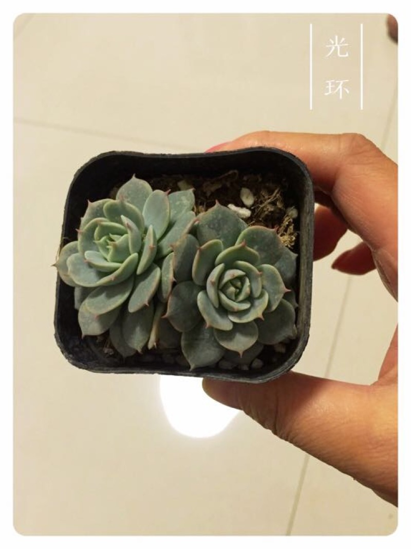多肉植物