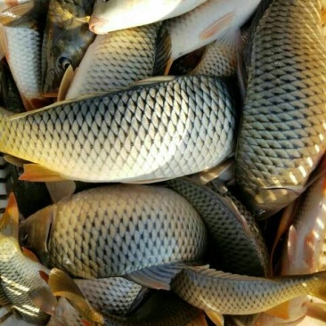 河鲤鱼食用1~2公斤
