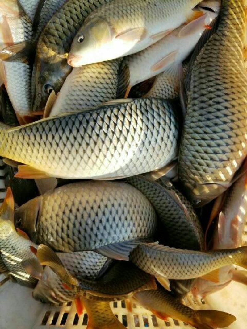 河鲤鱼食用1~2公斤
