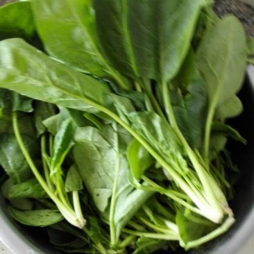 大叶菠菜20~25厘米