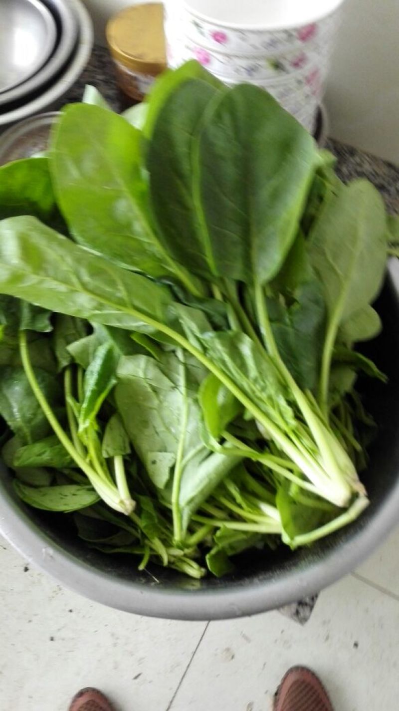 大叶菠菜20~25厘米