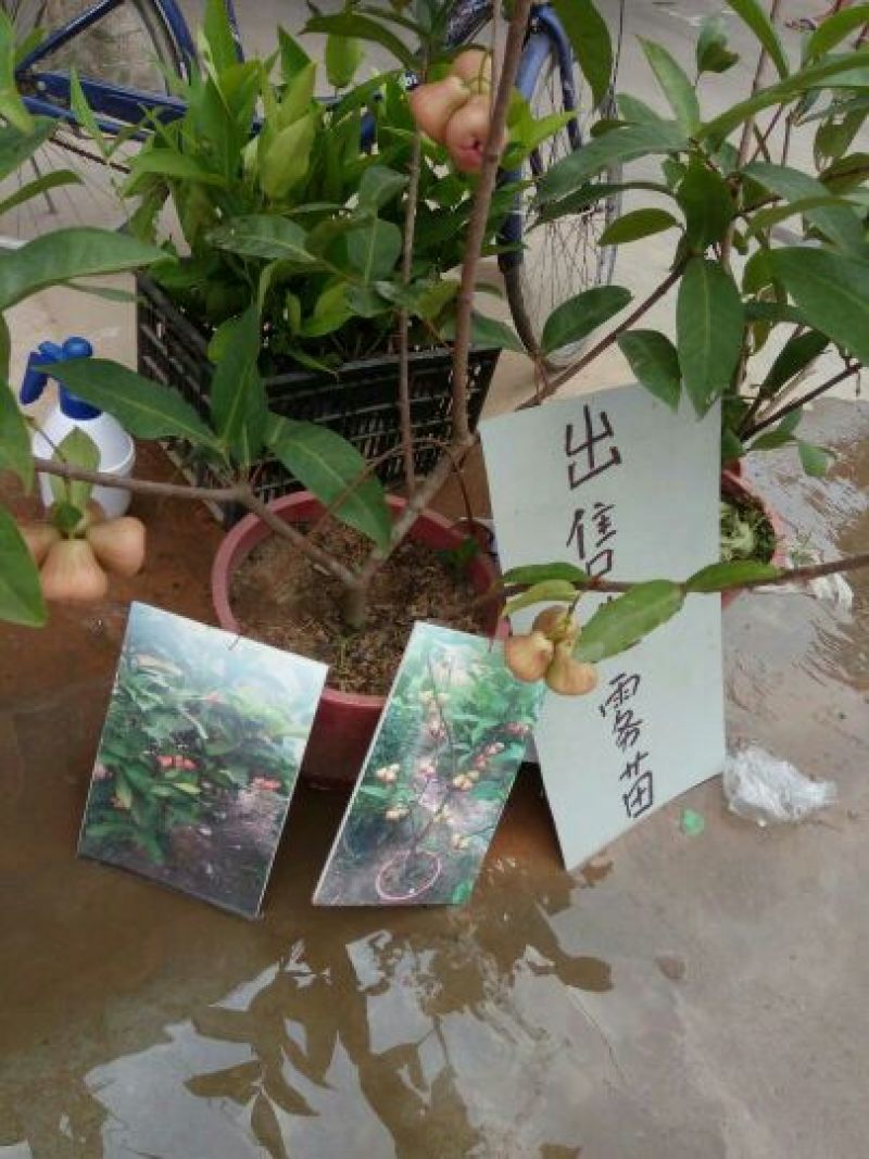 莲雾种苗黑金刚莲雾苗黑糖芭比莲雾苗大叶红莲雾苗