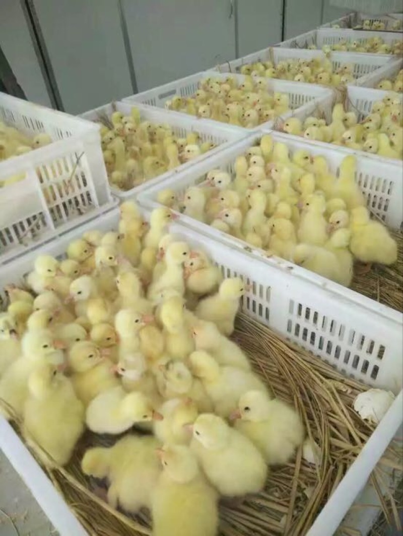 鹅苗