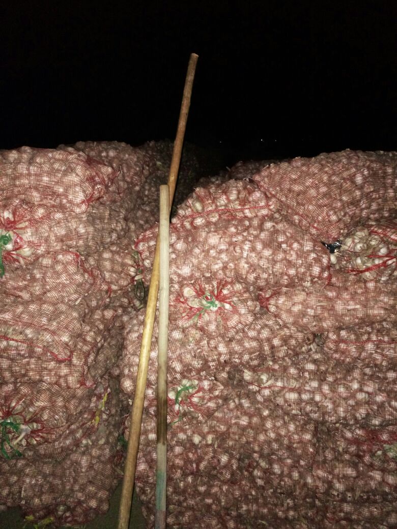 河南郑州市中牟县大蒜 5~5.5cm批发_许利杰供