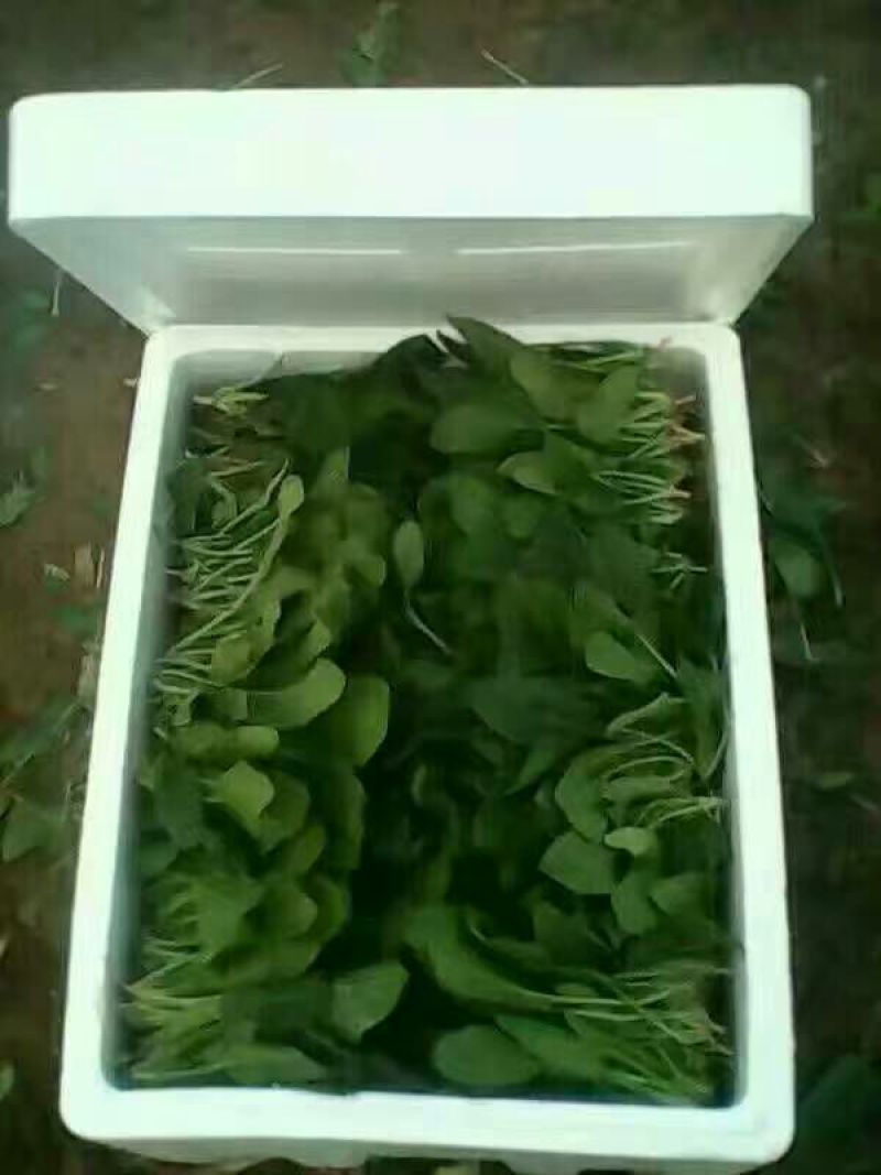 菠菜15~20厘米