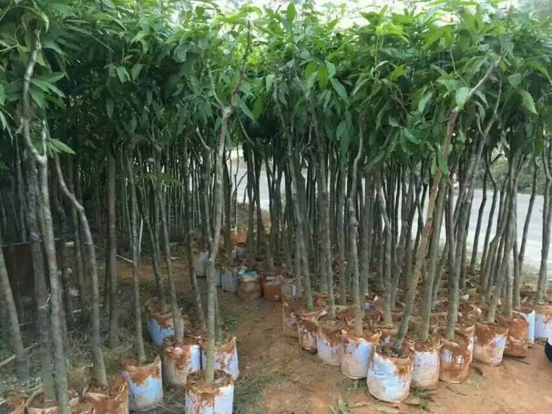 芒果苗米径4cm实生袋苗