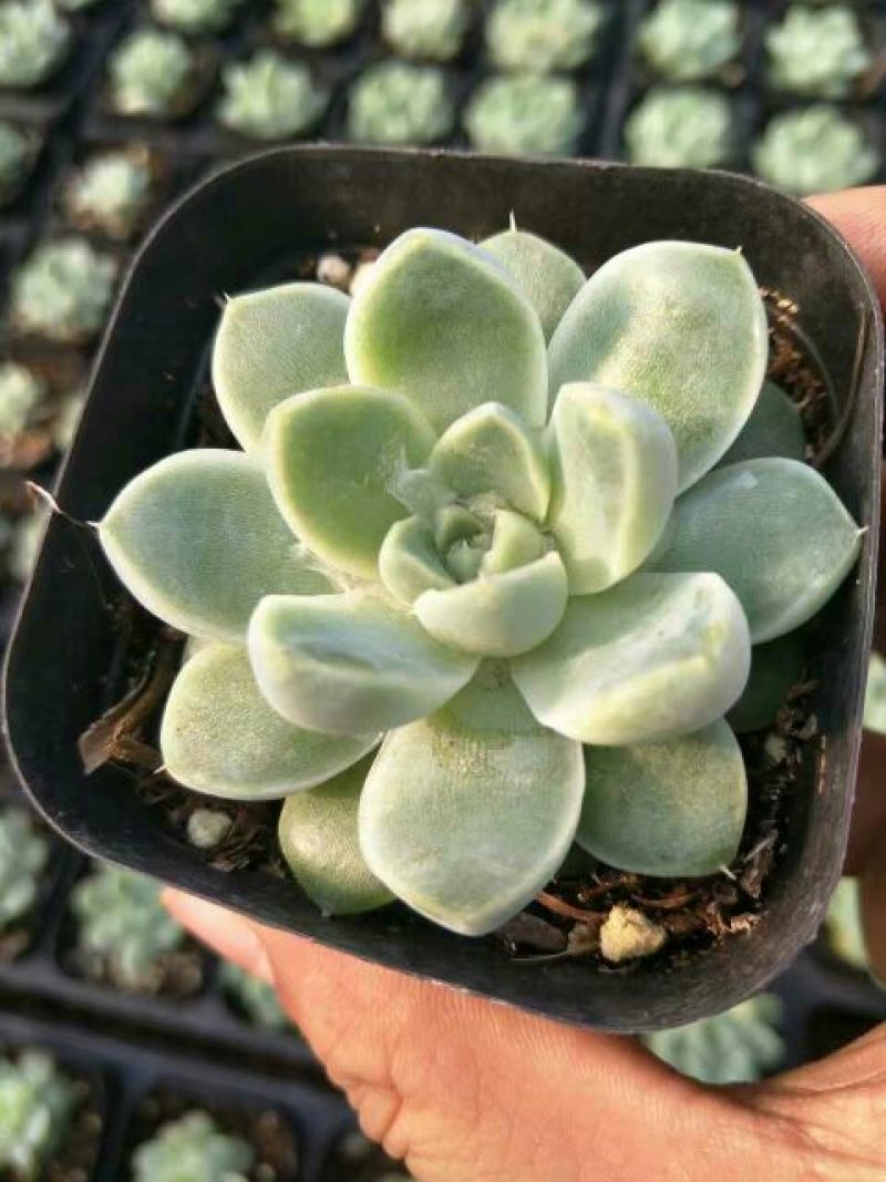 多肉植物带盆栽好