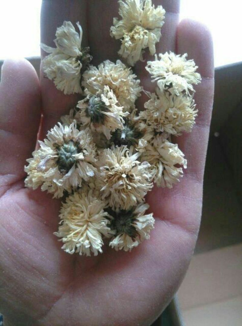 怀菊花袋装