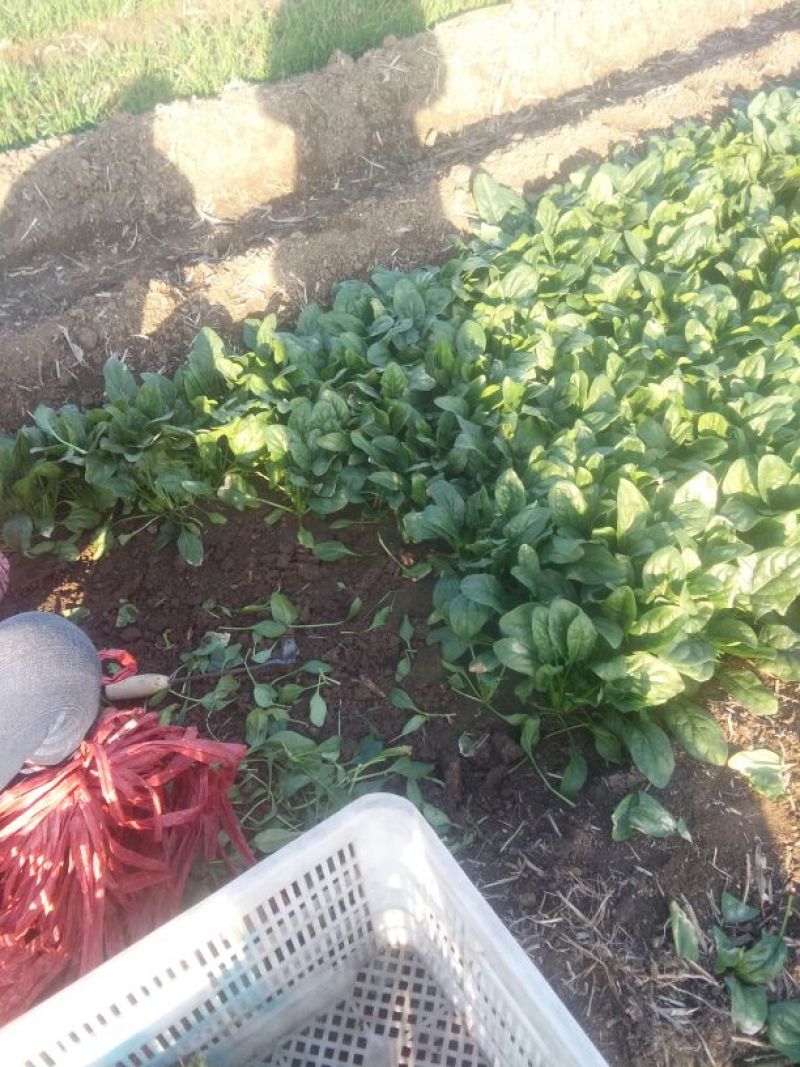 黑叶菠菜25~30厘米