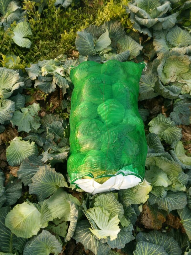 绿甘蓝扁包菜货源充足产地直发良心卖家质量保证
