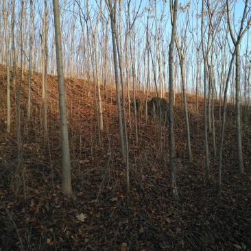 黄山栾树6~8cm8~10cm3.5~4米
