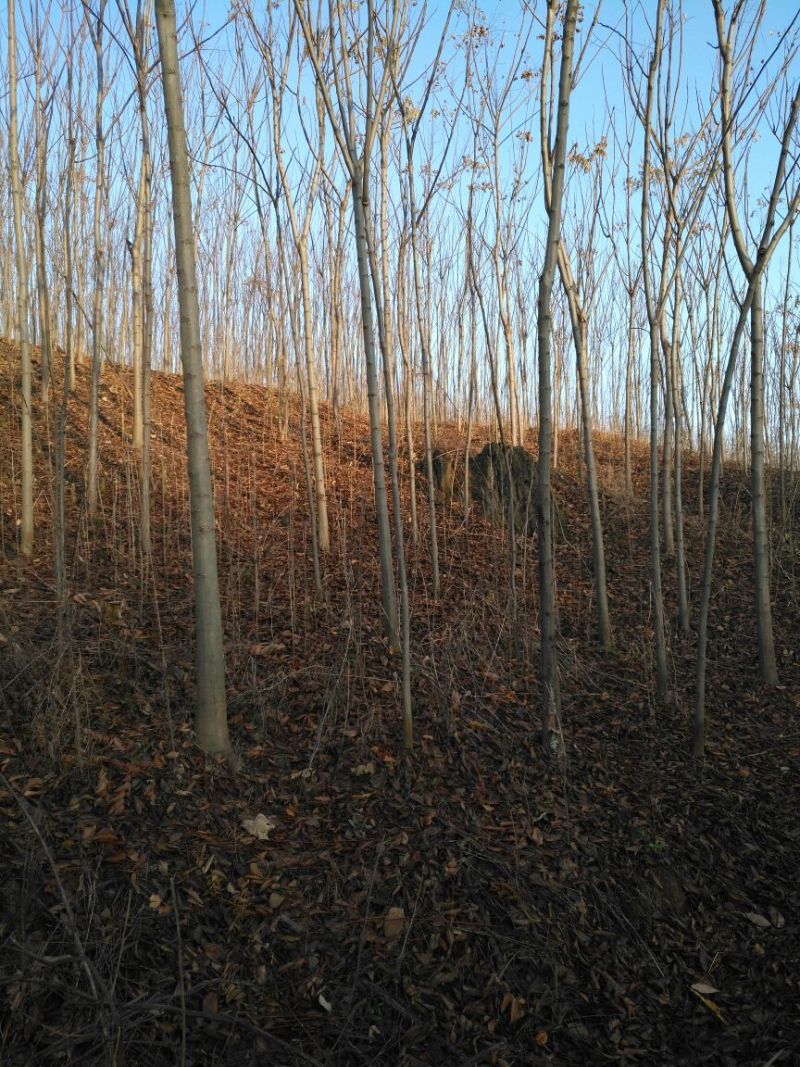 黄山栾树6~8cm8~10cm3.5~4米