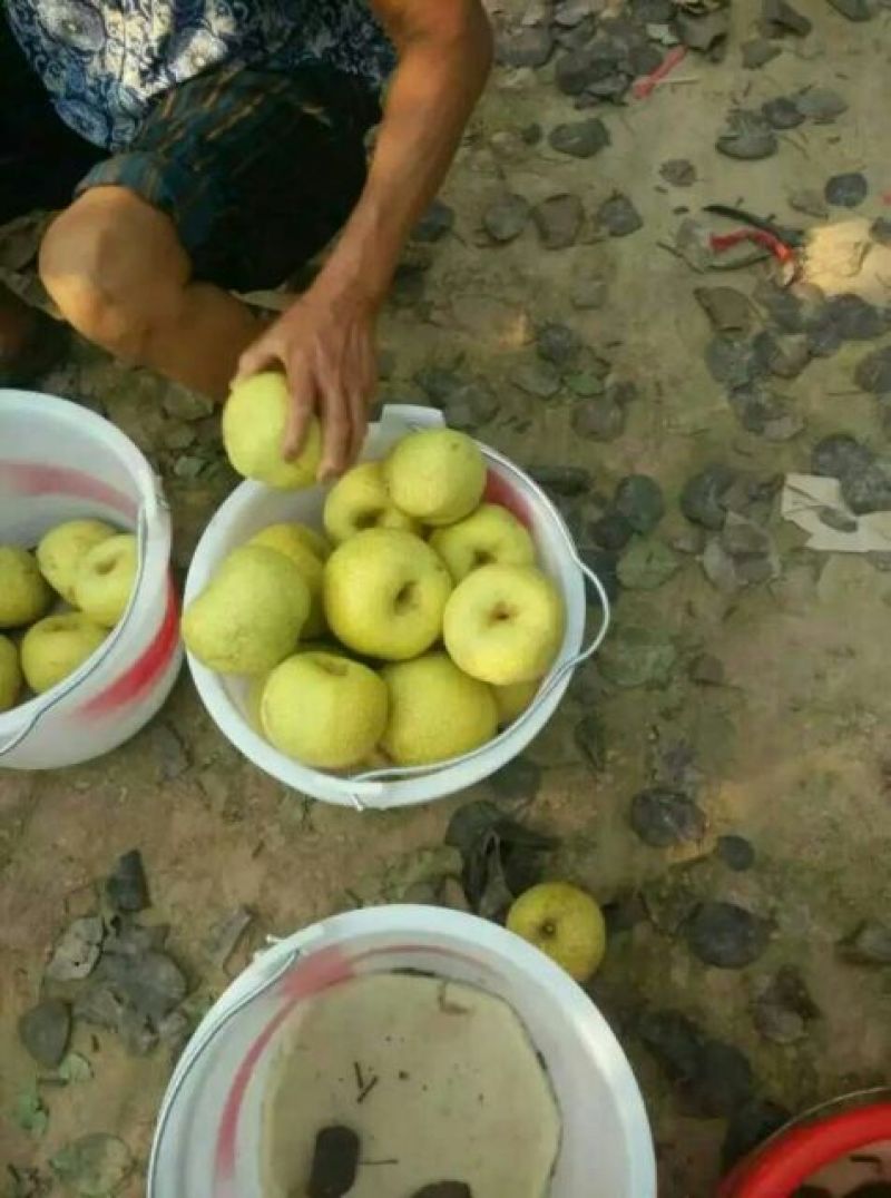 酥梨宁陵县个大多汁无渣